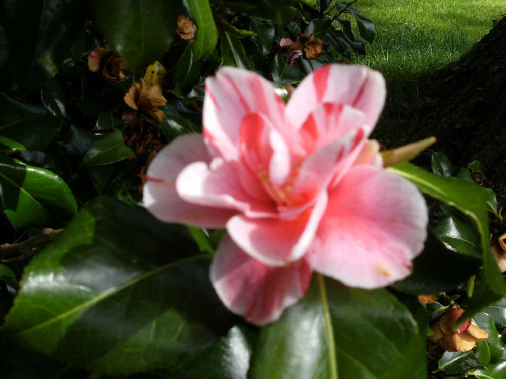 Camellia Alba Plena